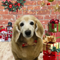 ミニチュアダックス