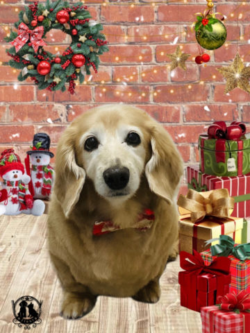 ミニチュアダックス