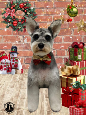 ミニチュアシュナウザー