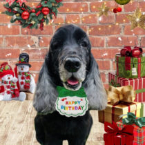 イングリッシュコッカースパニエル