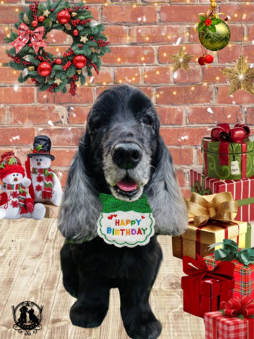 イングリッシュコッカースパニエル