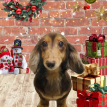 ミニチュアダックス