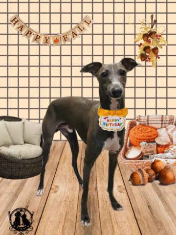 イタリアングレーハウンド