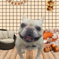 フレンチブルドッグ