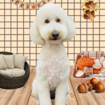 スタンダードプードル