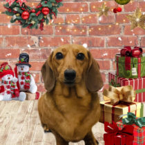 ミニチュアダックス