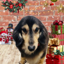 ミニチュアダックス