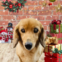 ミニチュアダックス