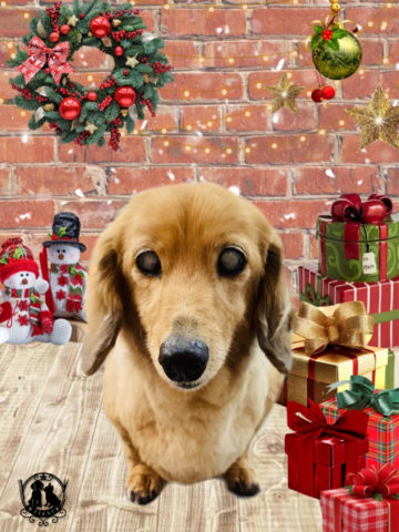 ミニチュアダックス