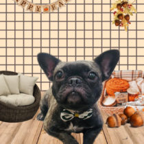 フレンチブルドッグ