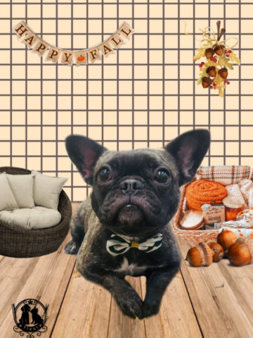 フレンチブルドッグ