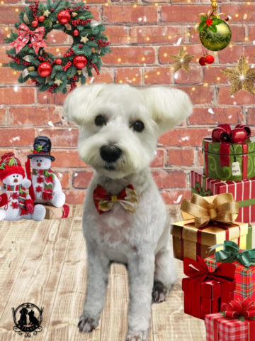 ミニチュアシュナウザー