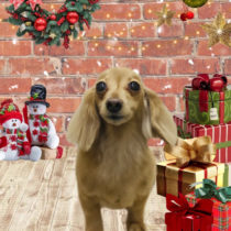 ミニチュアダックス