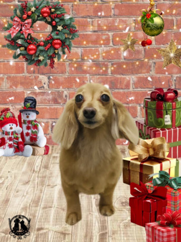 ミニチュアダックス