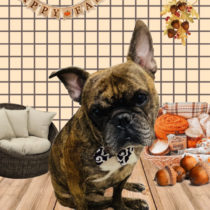 フレンチブルドッグ