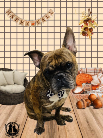 フレンチブルドッグ