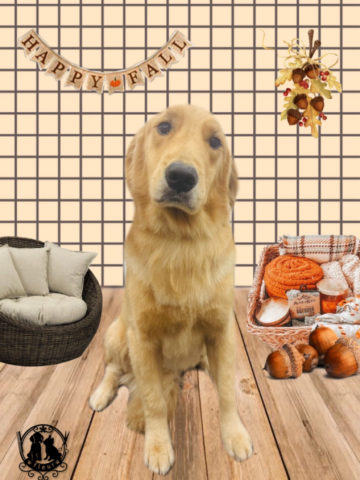 ゴールデンレトリバー