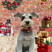 ミニチュアシュナウザー