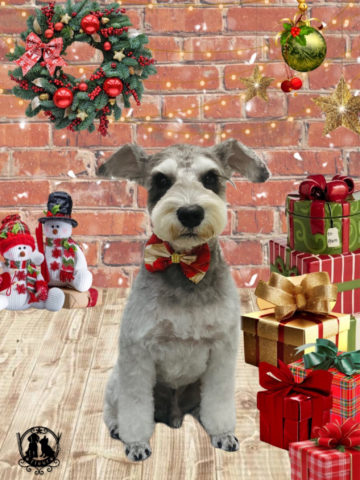 ミニチュアシュナウザー