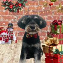 ミニチュアシュナウザー