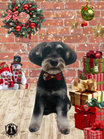 ミニチュアシュナウザー