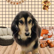 ミニチュアダックス