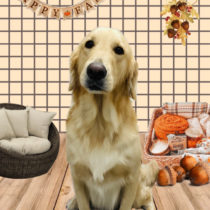 ゴールデンレトリバー