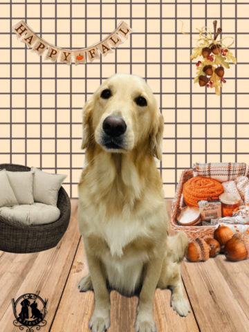 ゴールデンレトリバー