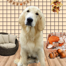 ゴールデンレトリバー