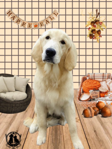 ゴールデンレトリバー