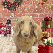 ミニチュアダックス