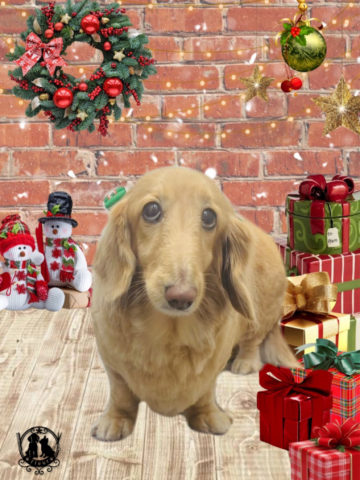 ミニチュアダックス