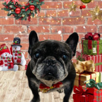 フレンチブルドッグ