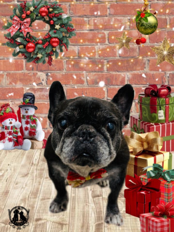 フレンチブルドッグ