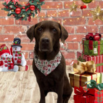 ラブラドールレトリバー