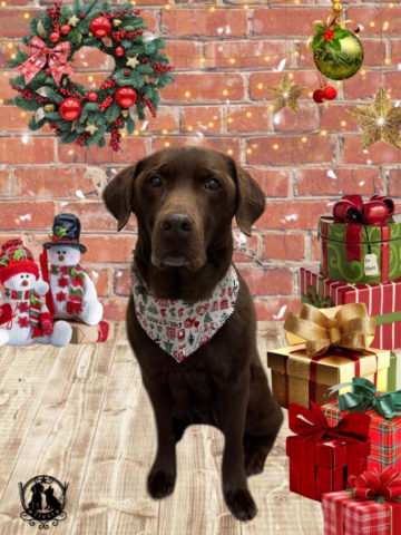 ラブラドールレトリバー