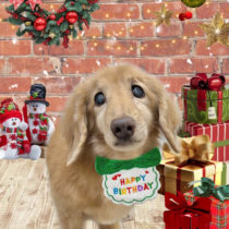 ミニチュアダックス