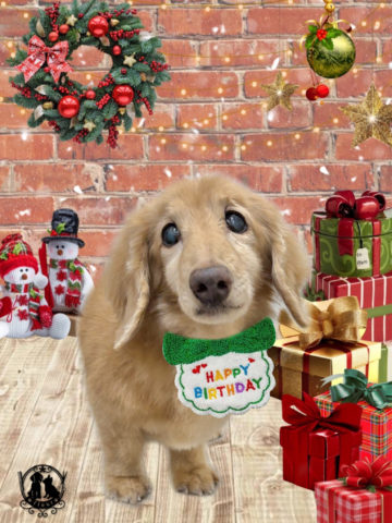 ミニチュアダックス