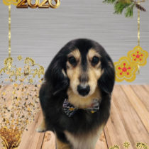 ミニチュアダックス