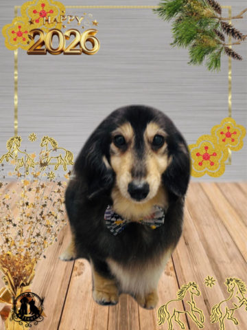 ミニチュアダックス