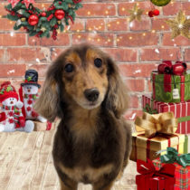 ミニチュアダックス