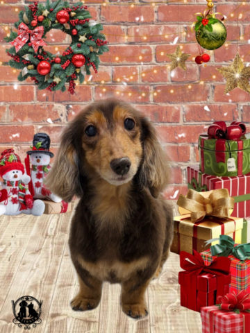 ミニチュアダックス