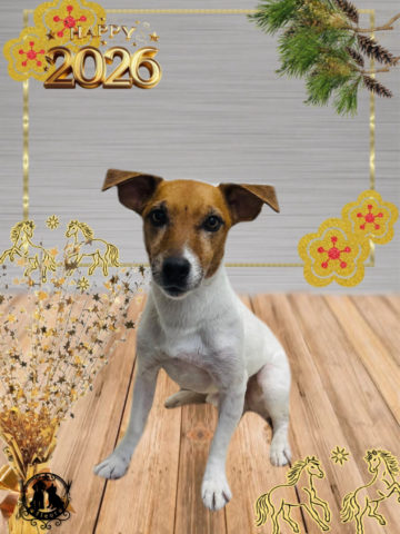 ジャックラッセルテリア