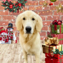 ゴールデンレトリバー