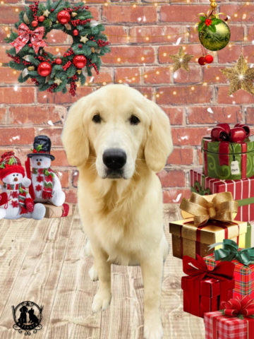 ゴールデンレトリバー