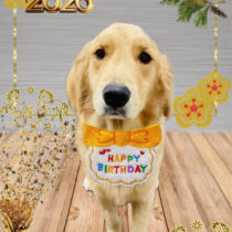 ゴールデンレトリバー