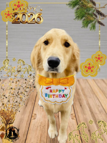 ゴールデンレトリバー