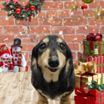 ミニチュアダックス