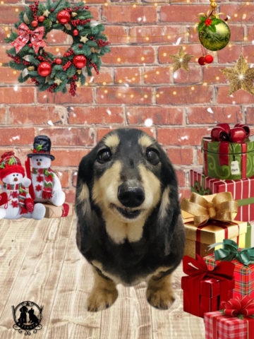 ミニチュアダックス