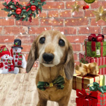 ミニチュアダックス